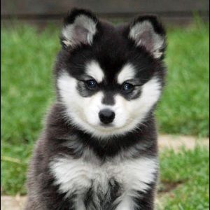 Meet your Posher, Patrick